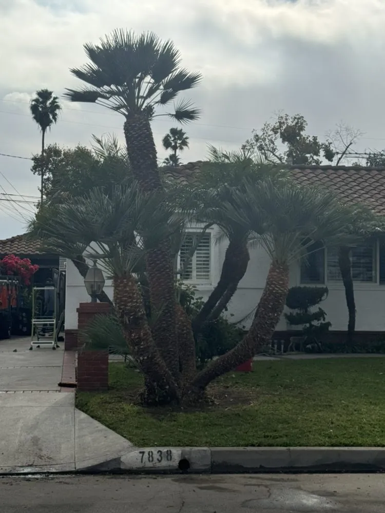 Custom yard maintenance in Compton, CA - Vargas Landscaping