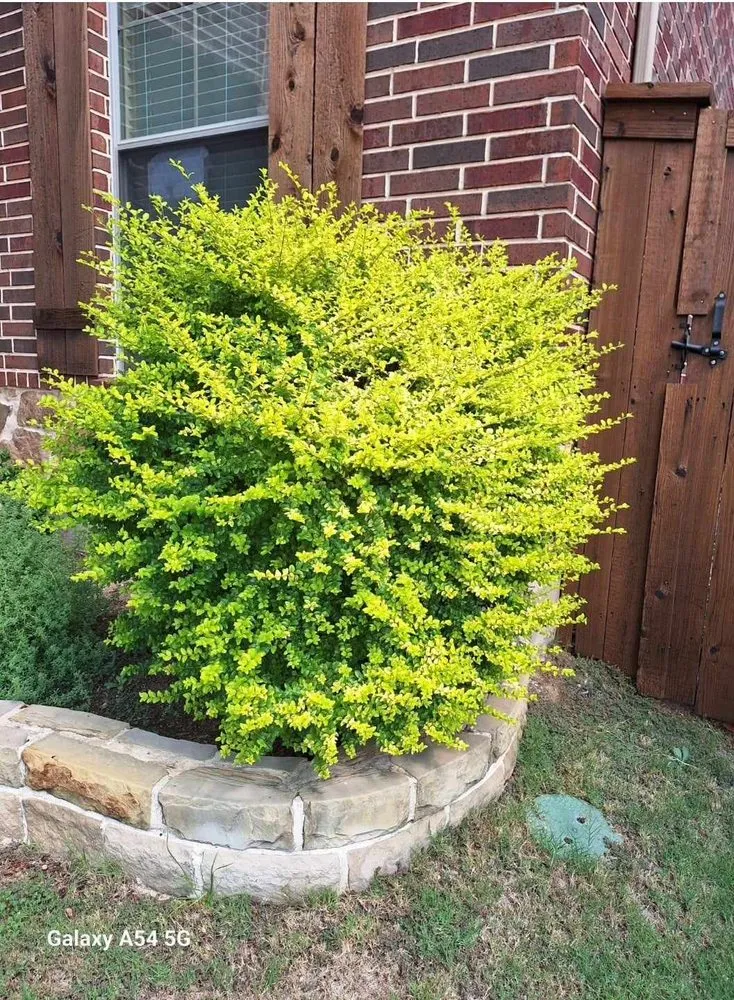 Affordable yard cleanup service for residential properties across Lewisville, TX - Vargas Landscaping