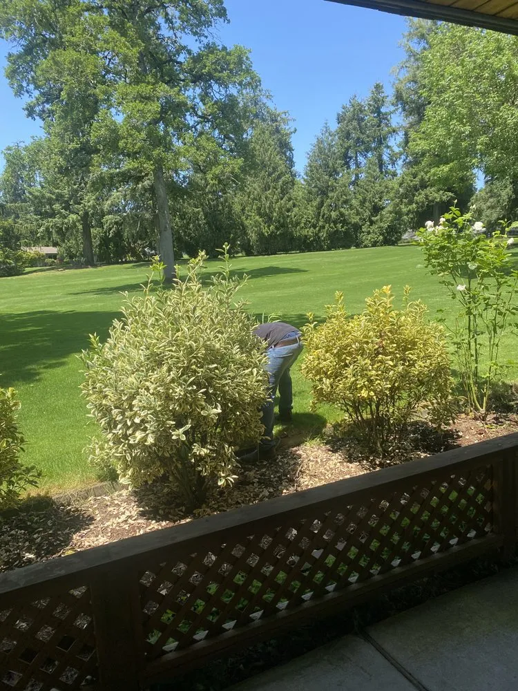 Expert yard cleanup service in McMinnville, OR by Vargas Landscaping