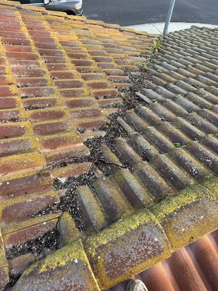 Professional landscaping services for year-round maintenance in Fairfield, CA by Vargas Ponce Landscaping