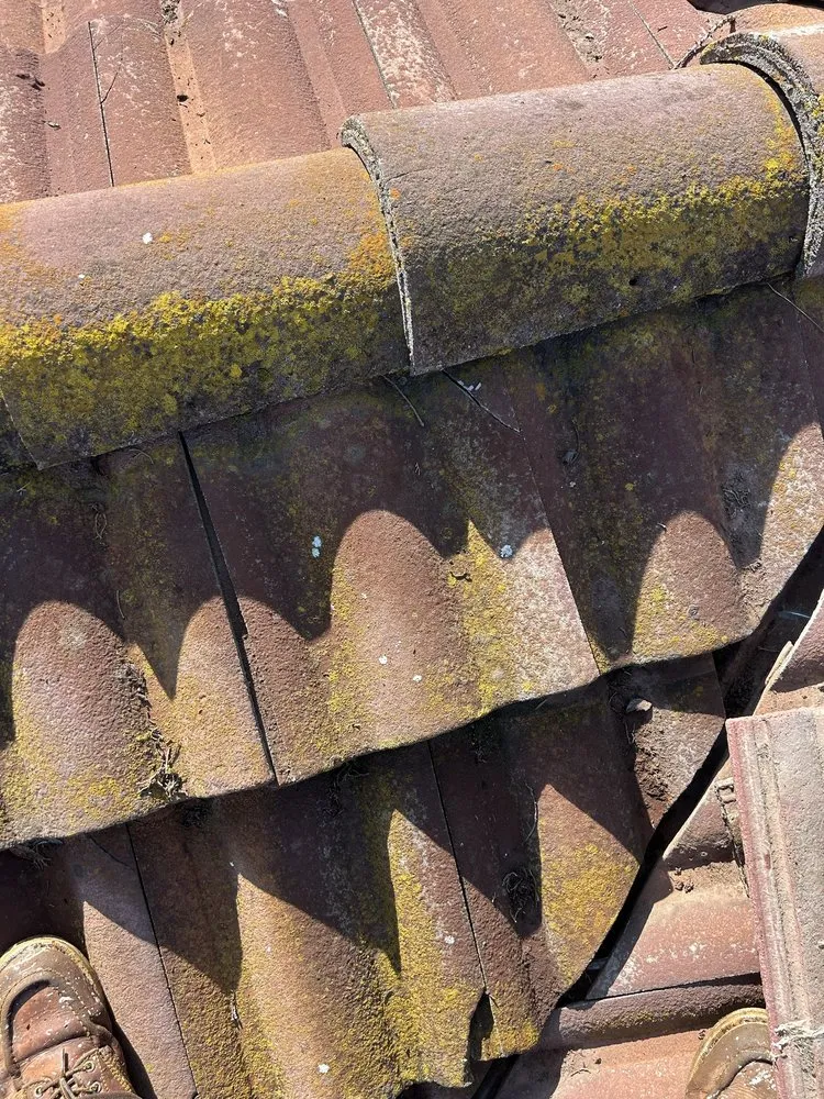 Affordable yard cleanup service in Fairfield, CA by Vargas Ponce Landscaping