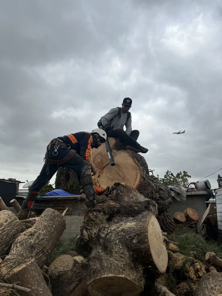 Custom garden landscaping for residential properties in Inglewood, CA by Vargas Sons Landscaping