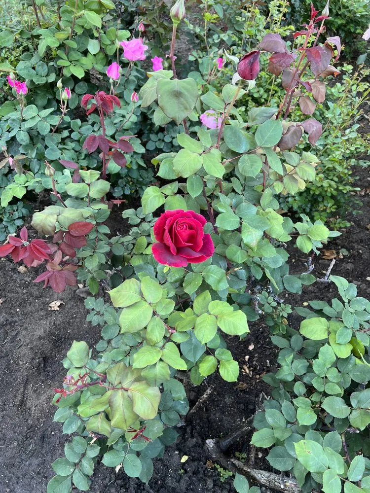 Reliable landscaping services in Inglewood, CA by Vargas Sons Landscaping