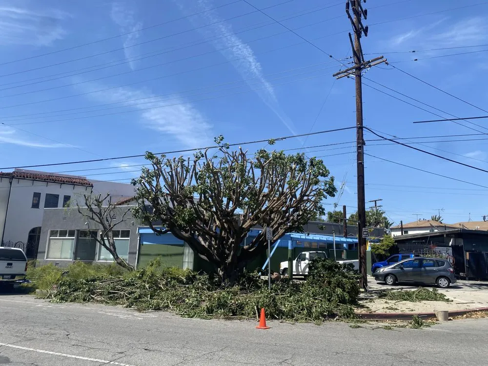 Professional yard cleanup service for homes in Inglewood, CA by Vargas Sons Landscaping