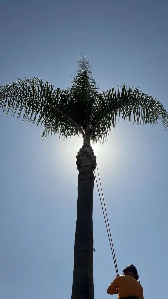 Trusted lawn mowing service in Inglewood, CA - Vargas Sons Landscaping