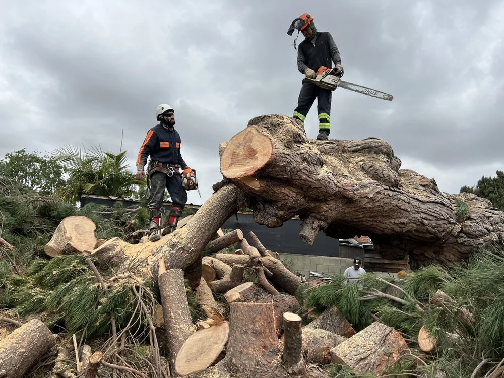 Expert yard maintenance for residential properties across Inglewood, CA - Vargas Sons Landscaping