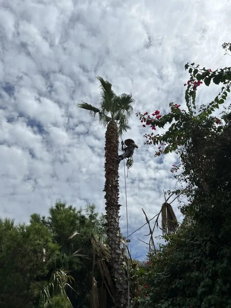 Top-rated residential landscaping in Inglewood, CA - Vargas Sons Landscaping