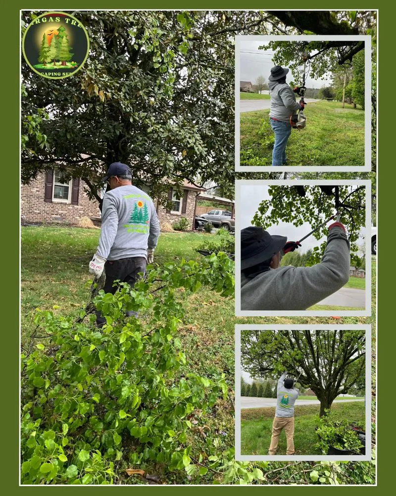 Expert landscape installation for outdoor upgrades across Nashville-Davidson metropolitan government (balance), TN - Vargas Tree Landscaping Services