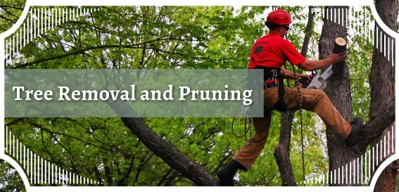 Trusted lawn care service in Asheville, NC - Vasquez Construction