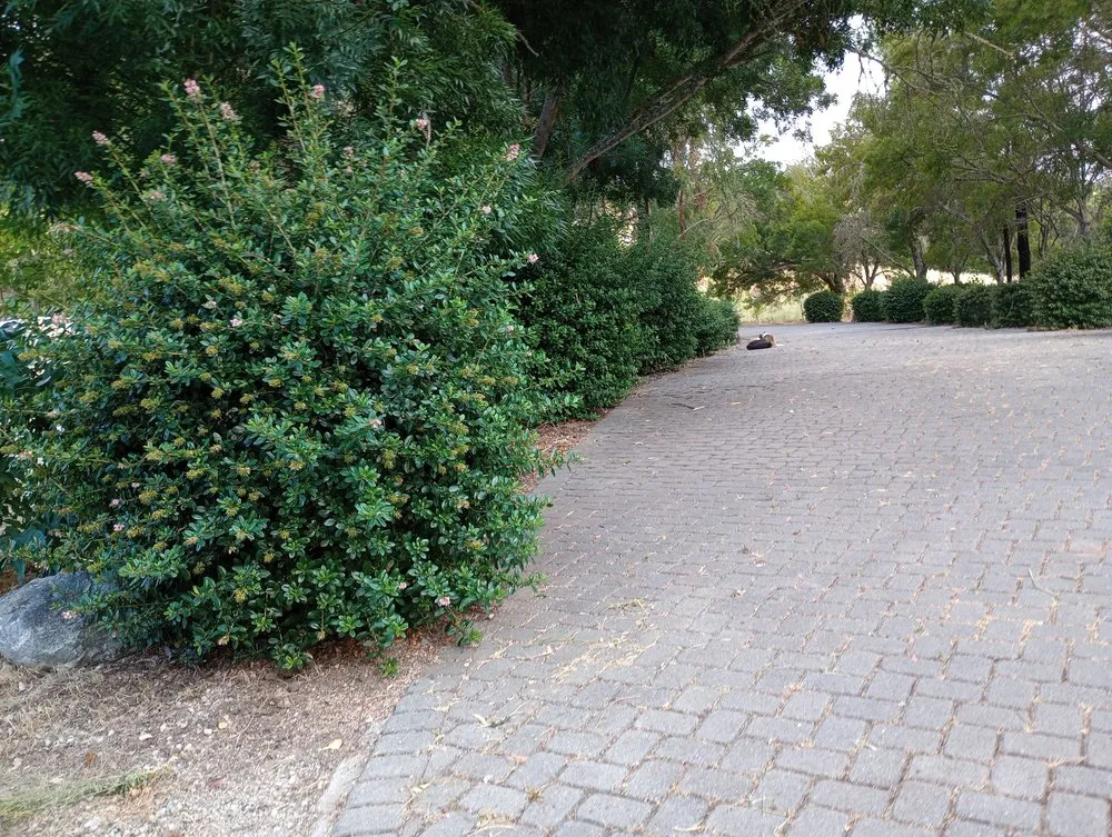 Reliable yard maintenance for year-round maintenance in Hollister, CA by Vasquez Family Yard Garden