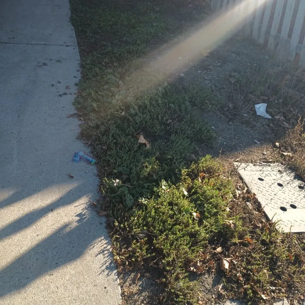 Reliable yard cleanup service in Hollister, CA - Vasquez Family Yard Garden