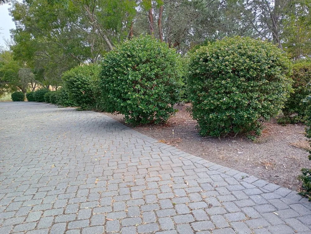 Expert yard cleanup service near you in Hollister, CA by Vasquez Family Yard Garden