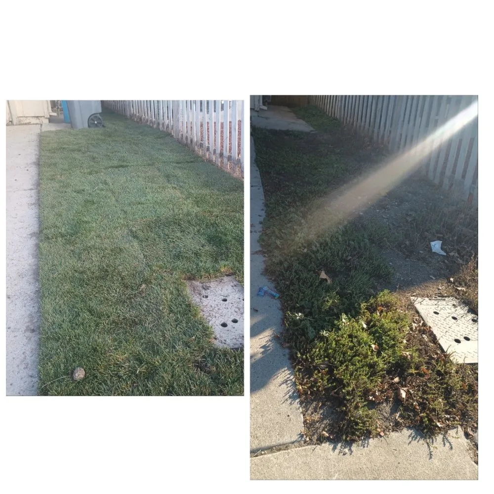 Trusted yard cleanup service in Hollister, CA by Vasquez Family Yard Garden