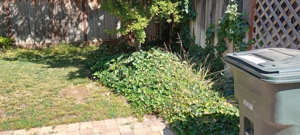 Trusted landscape design in Hollister, CA - Vasquez Family Yard Garden