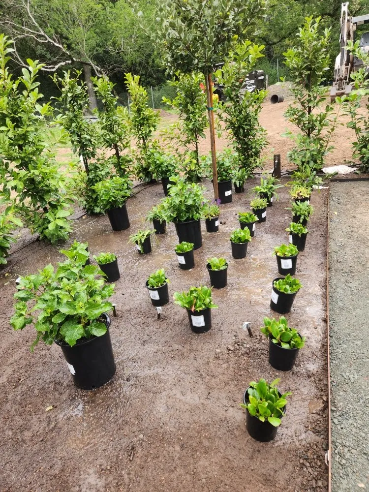 Affordable yard cleanup service experts serving East Palo Alto, CA - Vasquez Landscaping & Gonzalez