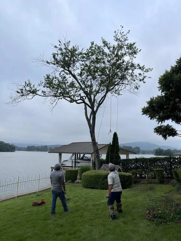 Custom yard cleanup service for year-round maintenance across Hot Springs National Park, AR - Vasquez Lawn & Tree Service