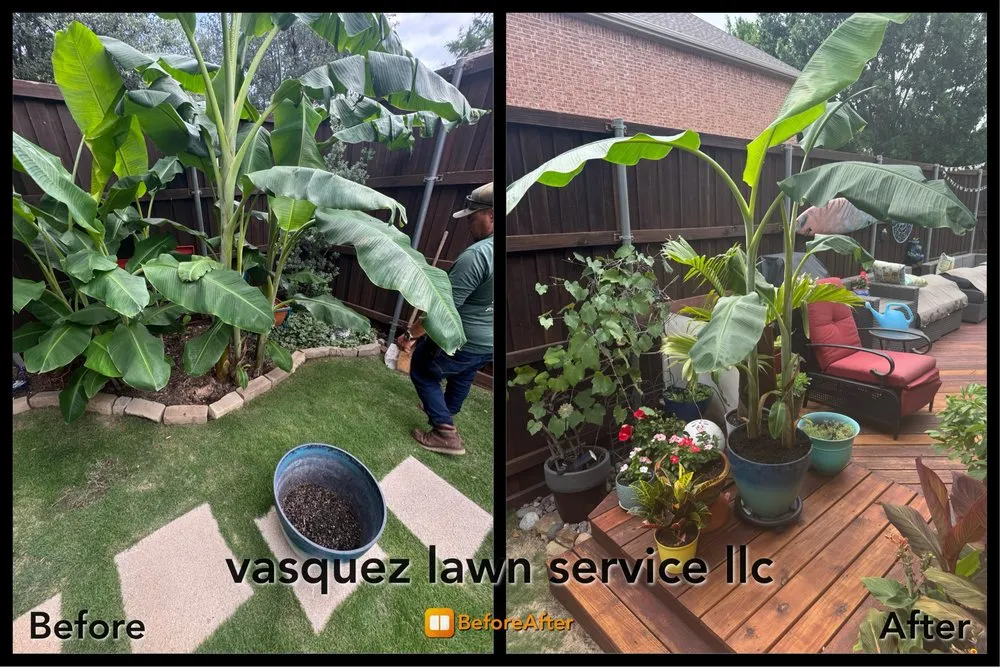 Affordable landscaping services in Plano, TX by Vasquez lawn service