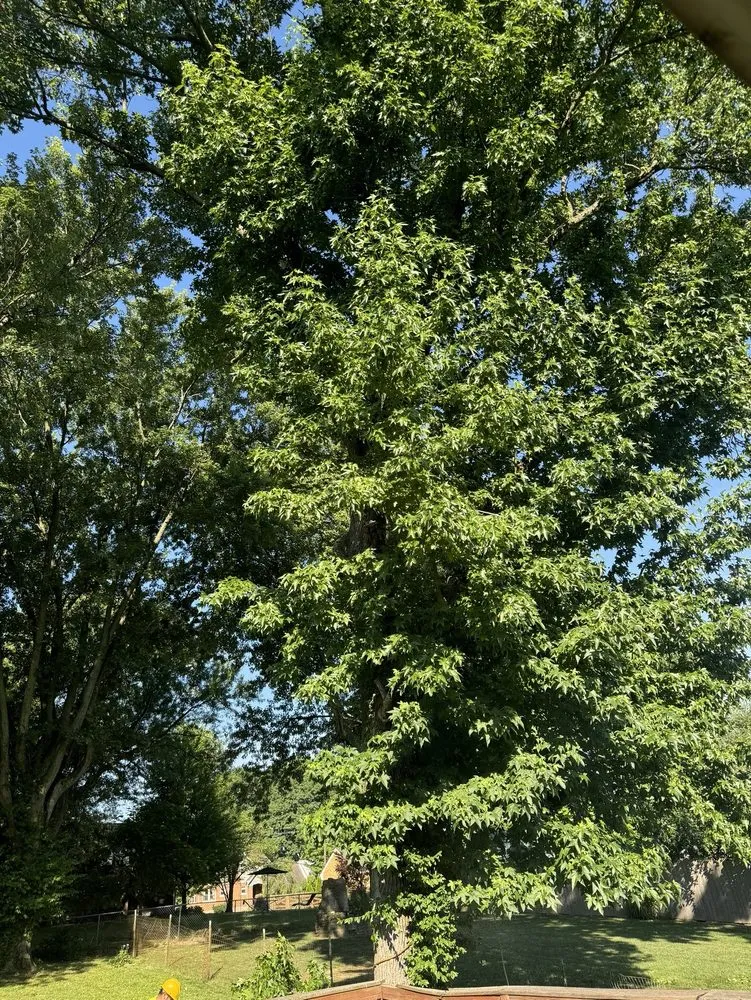 Top-rated yard cleanup service experts serving Cincinnati, OH - Vasquez Tree service & landscaping