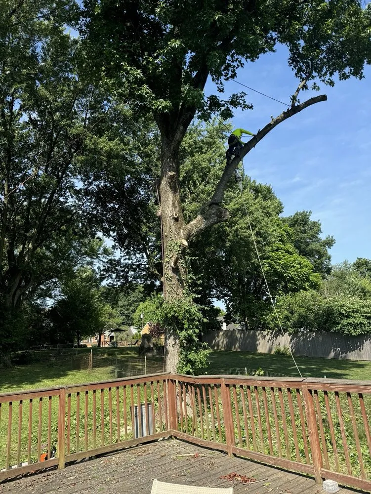 Trusted yard cleanup service in Cincinnati, OH - Vasquez Tree service & landscaping