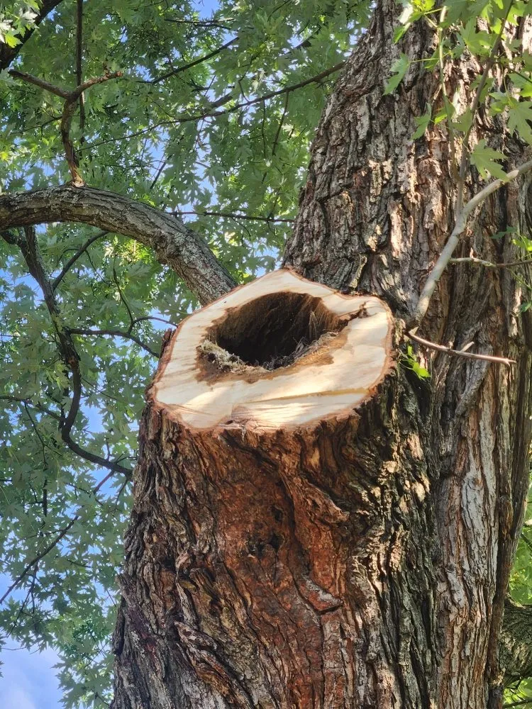 Local landscape installation for residential properties across Cincinnati, OH - Vasquez Tree service & landscaping