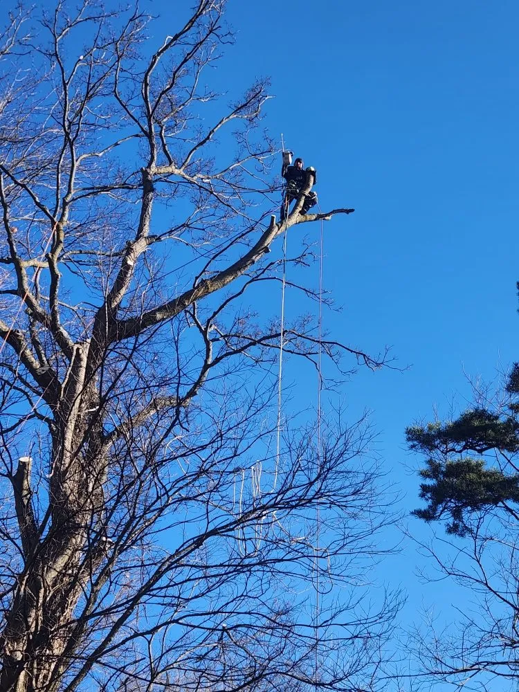 Top-rated yard cleanup service for homes in Cincinnati, OH by Vasquez Tree service & landscaping