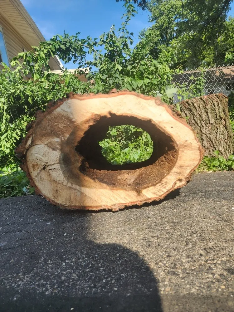 Reliable lawn care service in Cincinnati, OH by Vasquez Tree service & landscaping