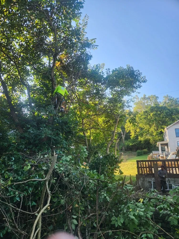 Local outdoor landscaping in Cincinnati, OH - Vasquez Tree service & landscaping