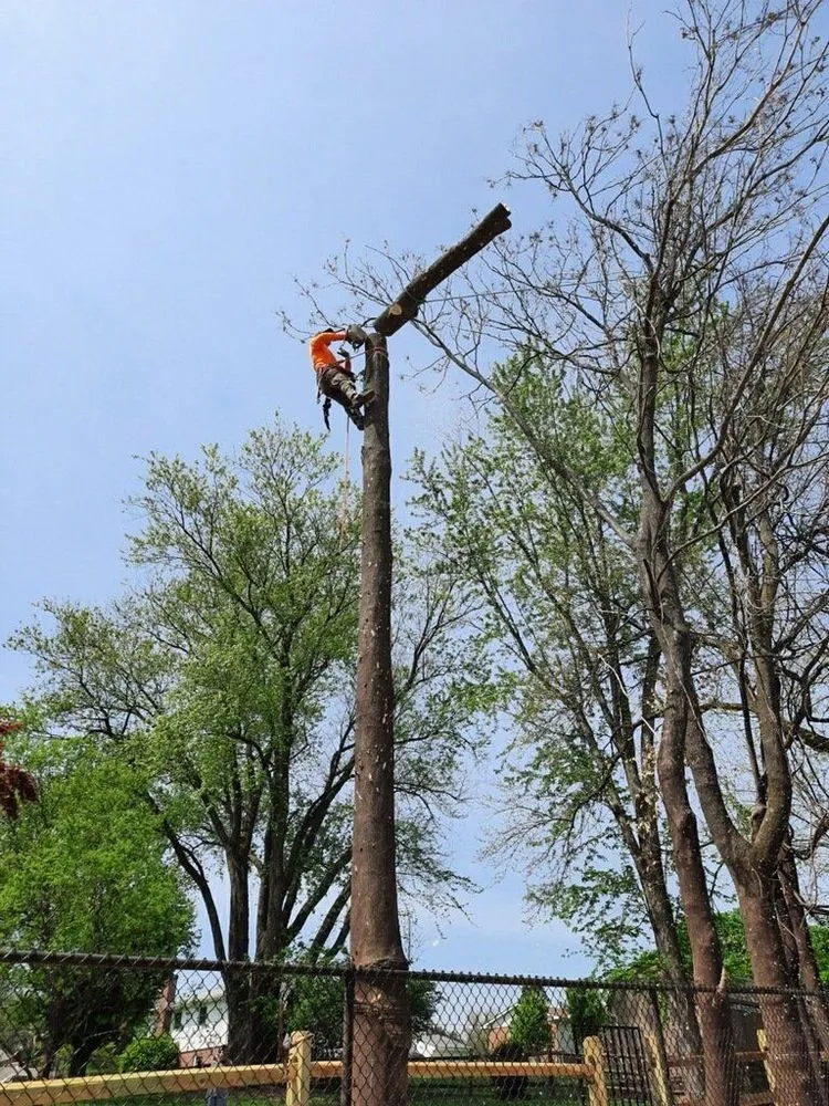 Expert yard maintenance in Germantown, MD by Vasquez Tree Service