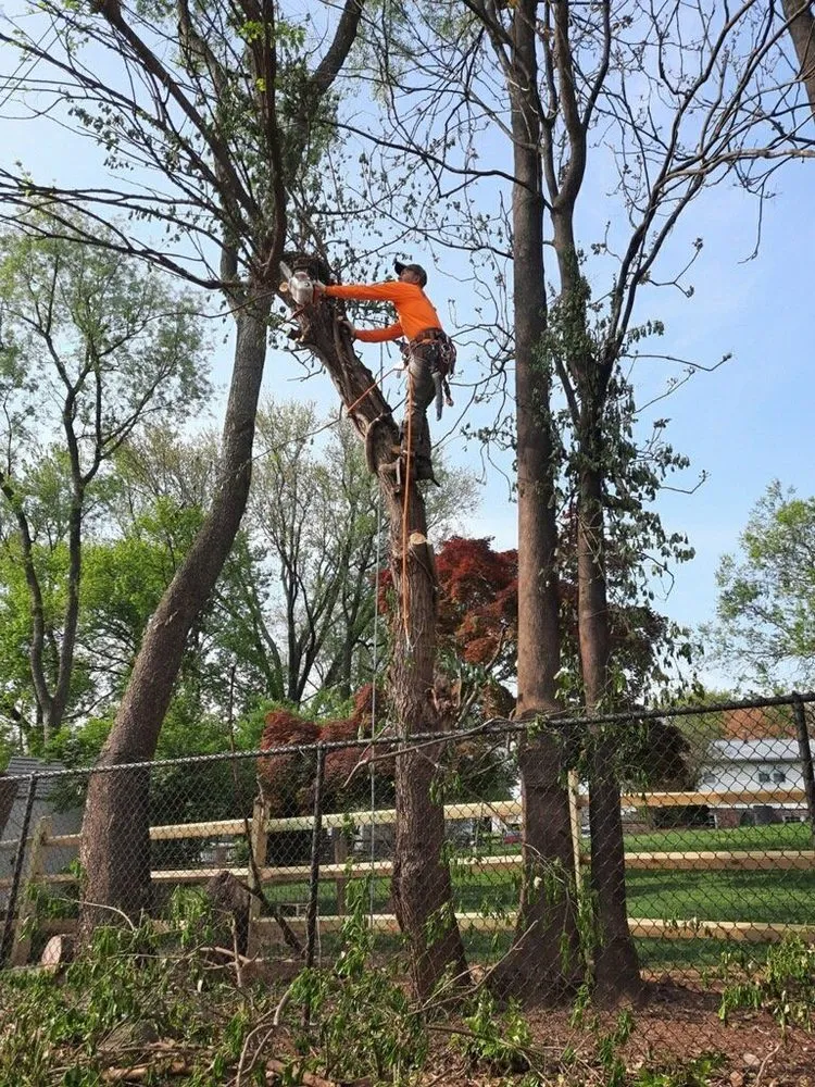 Reliable lawn mowing service in Germantown, MD by Vasquez Tree Service