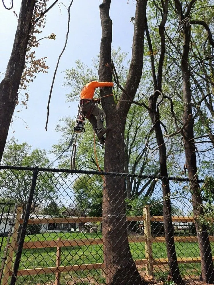 Affordable lawn care service experts serving Germantown, MD - Vasquez Tree Service