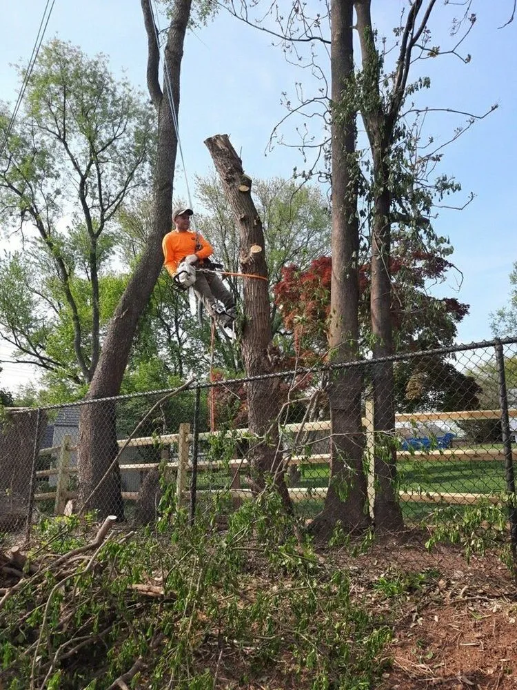 Local yard cleanup service experts serving Germantown, MD - Vasquez Tree Service