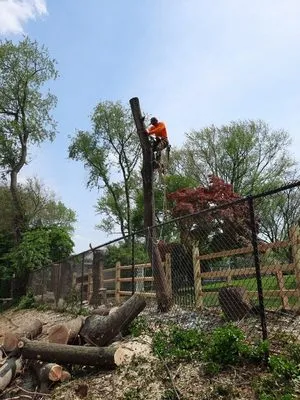 Vasquez Tree Service Logo