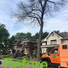 Trusted yard cleanup service in Little Rock, AR - Vasquez Tree Service