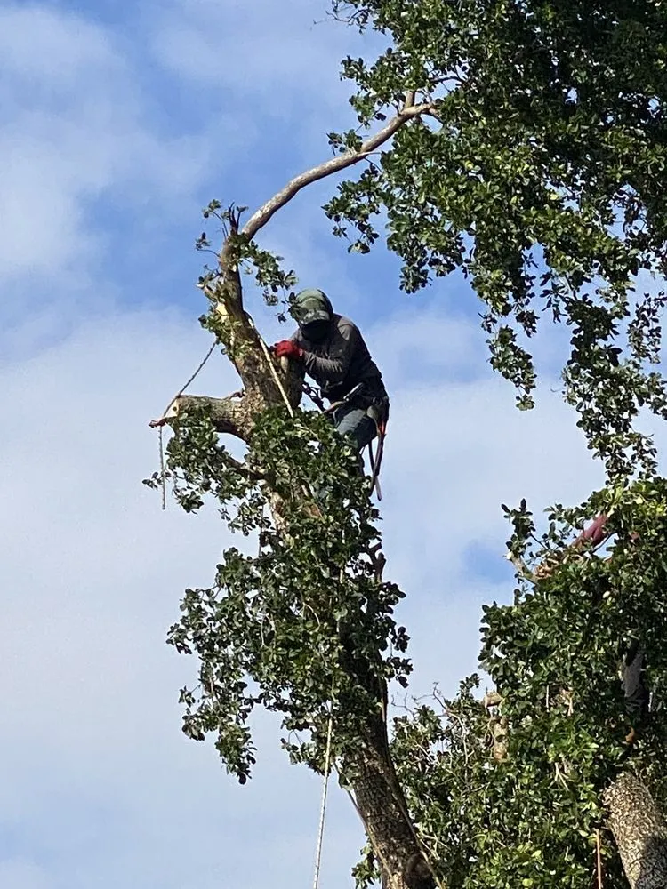 Expert lawn care service in West Palm Beach, FL - Vasquez Tree Service