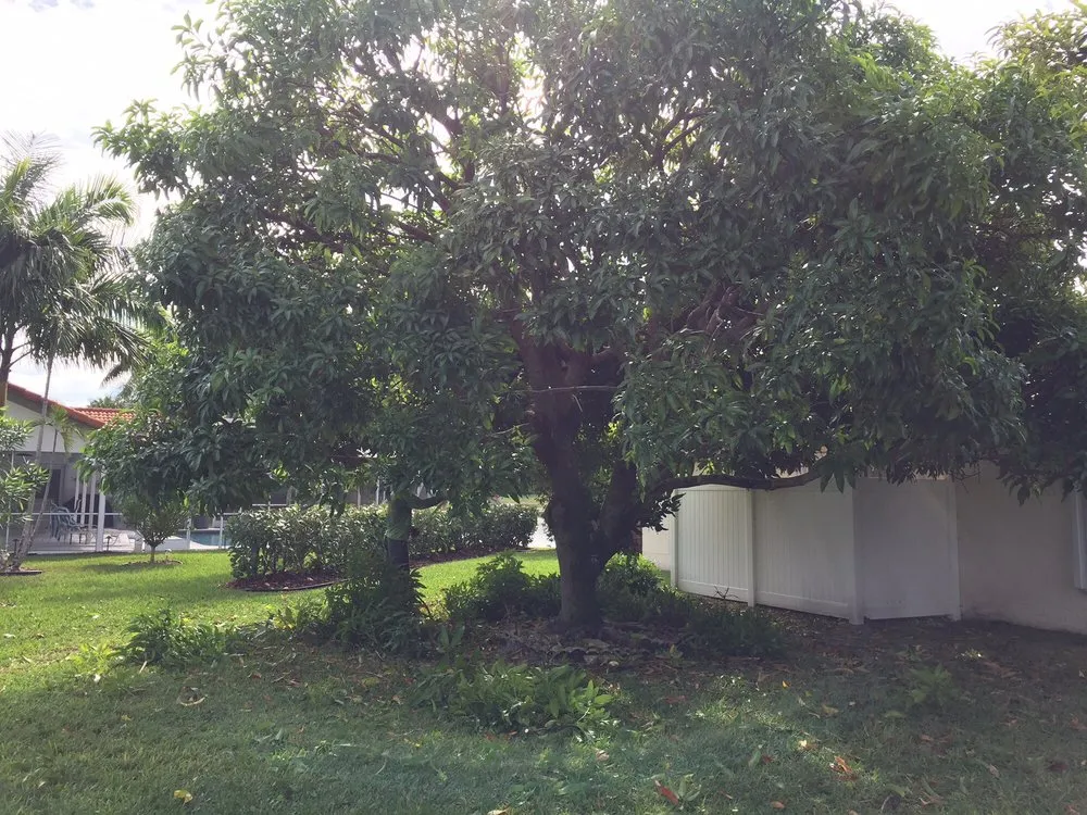 Custom lawn mowing service for beautiful yards in West Palm Beach, FL by Vasquez Tree Service