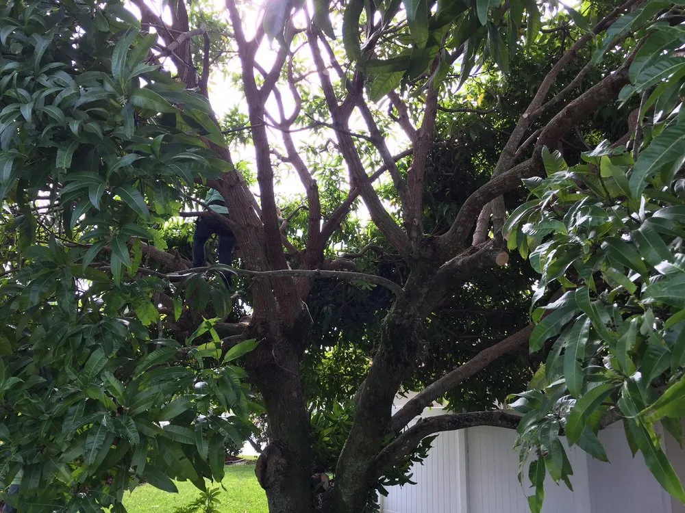 Affordable yard cleanup service in West Palm Beach, FL - Vasquez Tree Service
