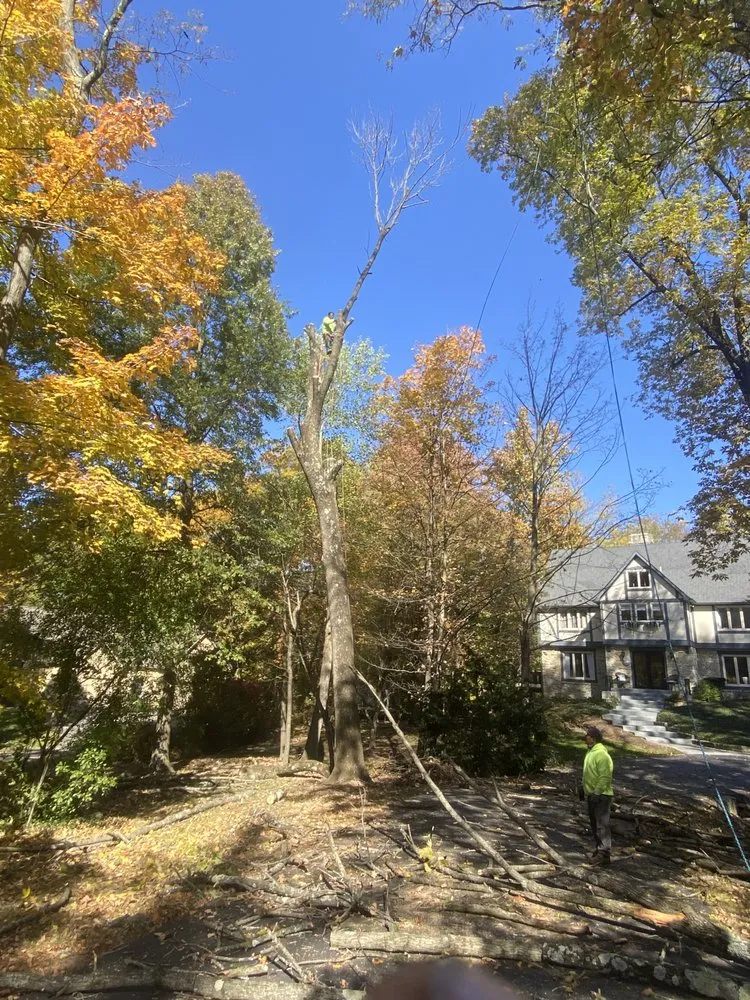 Top-rated landscape installation in Indianapolis, IN - Vasquez Tree Services & Landscaping