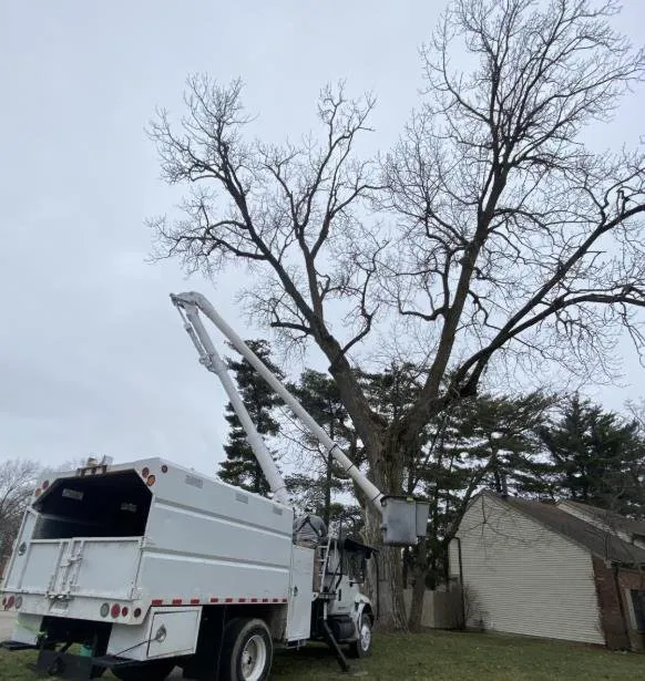 Local yard cleanup service in Indianapolis, IN by Vasquez Tree Services & Landscaping