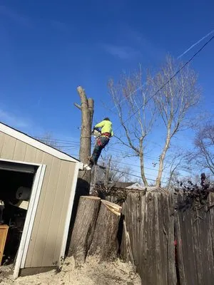 Vasquez Tree Services & Landscaping Logo