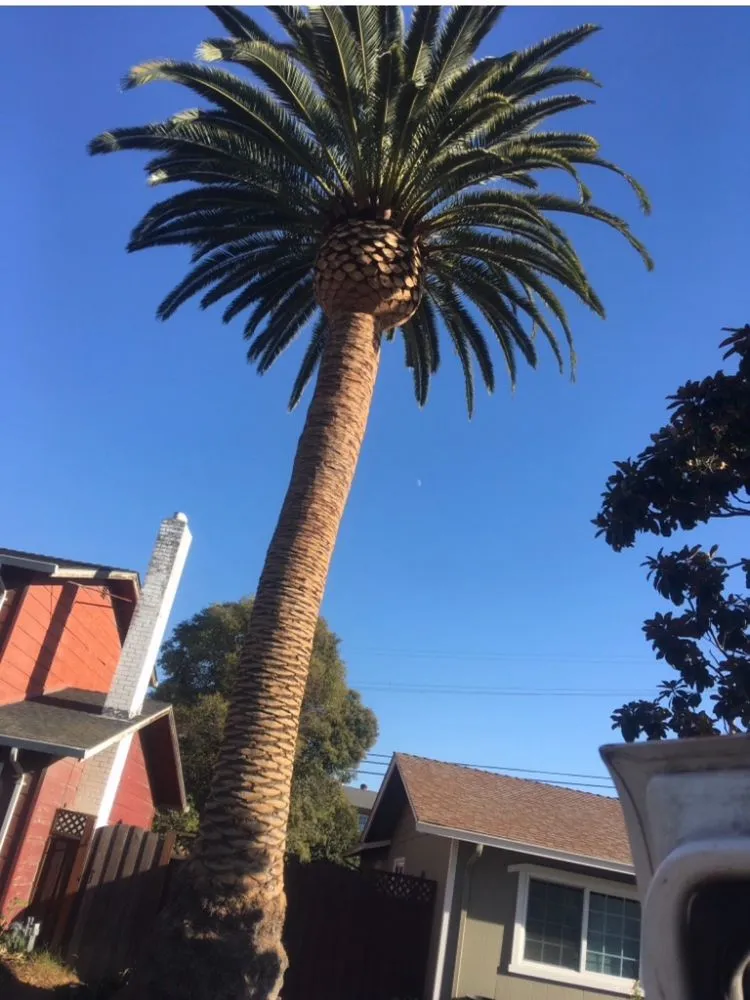 Affordable lawn mowing service experts serving San Jose, CA - Vasquez Tree Specialists & Landscaping