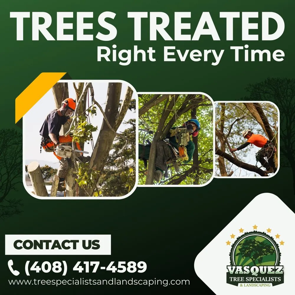 Reliable outdoor landscaping experts serving San Jose, CA - Vasquez Tree Specialists & Landscaping