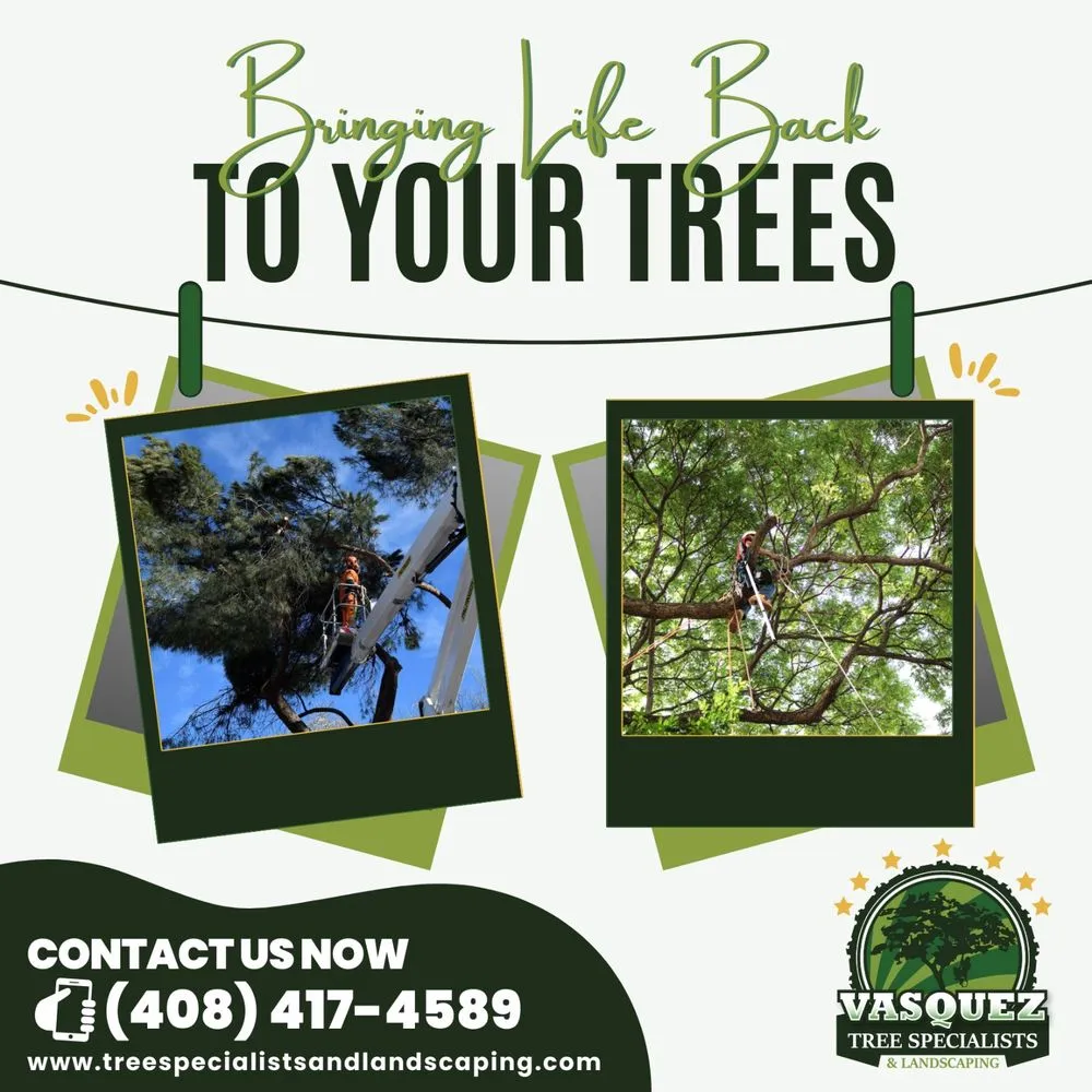 Affordable landscaping services experts serving San Jose, CA - Vasquez Tree Specialists & Landscaping