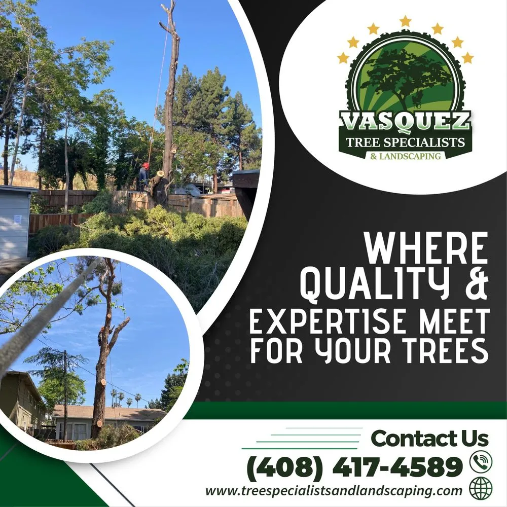 Affordable yard maintenance experts serving San Jose, CA - Vasquez Tree Specialists & Landscaping