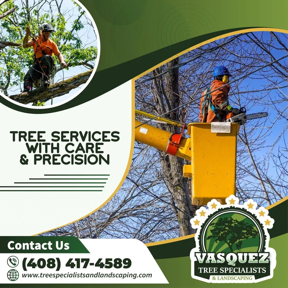 Top-rated yard maintenance experts serving San Jose, CA - Vasquez Tree Specialists & Landscaping
