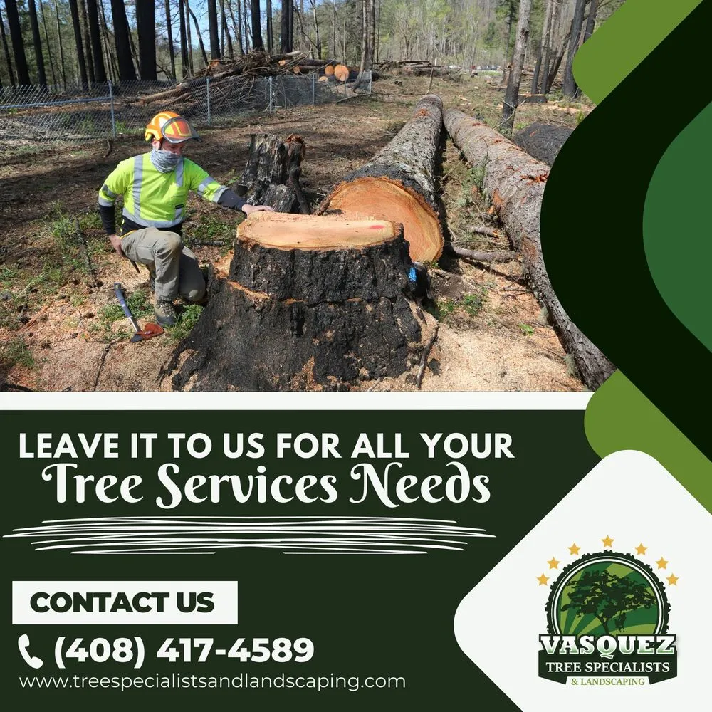 Professional landscape installation in San Jose, CA - Vasquez Tree Specialists & Landscaping
