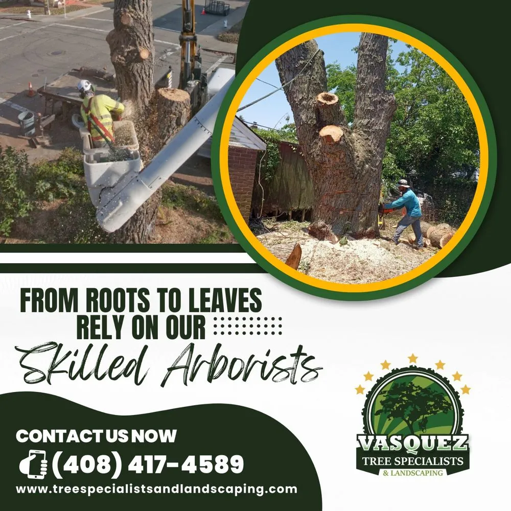 Top-rated garden landscaping for year-round maintenance in San Jose, CA by Vasquez Tree Specialists & Landscaping