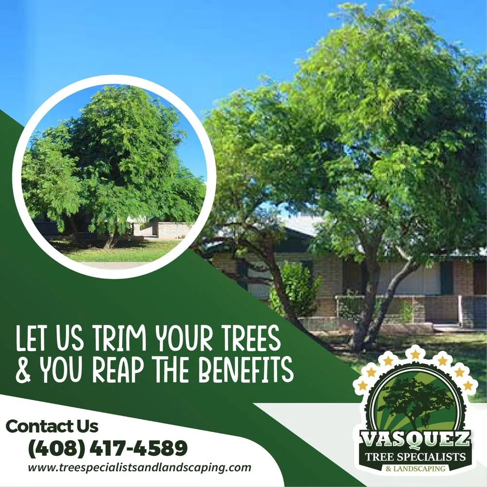 Affordable residential landscaping for year-round maintenance across San Jose, CA - Vasquez Tree Specialists & Landscaping