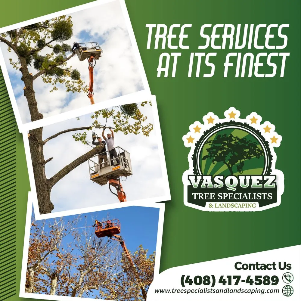 Expert yard cleanup service experts serving San Jose, CA - Vasquez Tree Specialists & Landscaping
