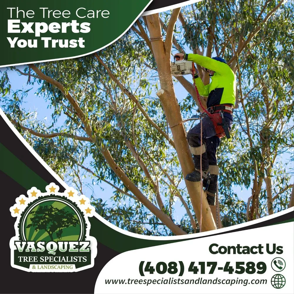 Expert residential landscaping for outdoor upgrades in San Jose, CA by Vasquez Tree Specialists & Landscaping