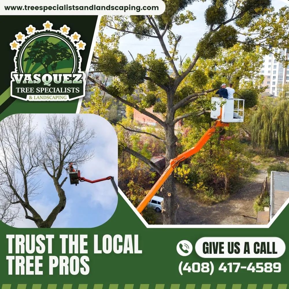 Expert residential landscaping experts serving San Jose, CA - Vasquez Tree Specialists & Landscaping